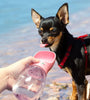 Travel Puppy Big Dog Cat Drinking Bowl Convenient Pet Water Bottle for Dogs Animals Kettle Feeder Container Mascotas Accessories